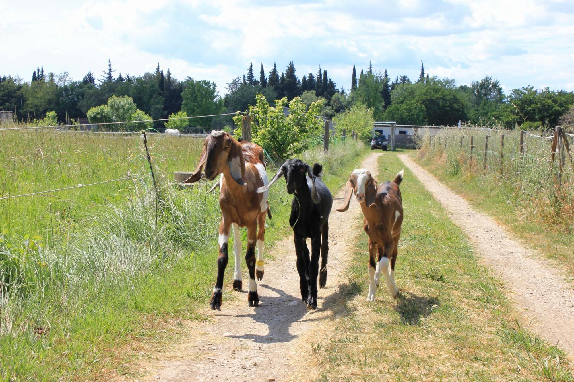 فيلا Lobilum En Camargue انت مارتن دي كراو المظهر الخارجي الصورة